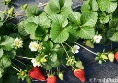 L'azienda Suriano e Casalnuovo utilizza solo piante fresche, non frigoconservate, e adotta tecniche di coltivazione che mantengono il corretto equilibrio tra parte vegetativa e parte produttiva, in modo che le piante non si ingrossino eccessivamente e che le fragole in maturazione ricevano la corretta illuminazione solare. In media, ogni pianta produce tra 600 e 700 grammi.