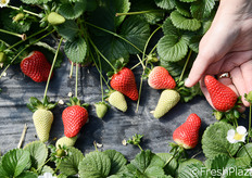 La fragola Candonga, celebre selezione varietale della spagnola Planasa, ha trovato nel Metapontino, in Basilicata, il proprio habitat ideale. Non a caso, essa rappresenta il 90 per cento della produzione totale della regione che, con 540 ettari, si colloca al terzo posto in Italia per la produzione di fragole, preceduta da Campania (890 ha) e Veneto (616 ha).