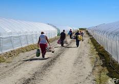 La raccolta delle fragole viene effettuata a mano, da lavoratrici altamente specializzate.