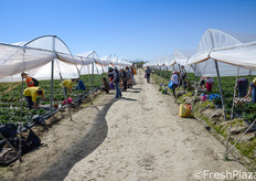 Nei momenti di picco stagionale, il personale coinvolto nella raccolta in campo puo' raggiungere anche le 150 unita'.