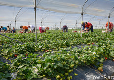 La raccolta avviene in passaggi successivi, generalmente ogni 3-4 giorni, in modo da staccare solo le fragole mature.