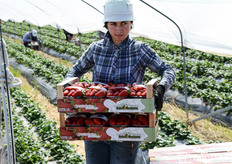 Una volta pronte, le cassette contenenti 8 cestini di fragole, vengono subito caricate sui mezzi di trasporto.