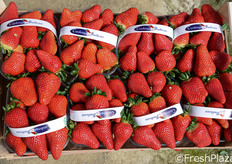 "Candonga di Basilicata" e' il marchio con il quale l'azienda Suriano e Casalnuovo intende collegare il prodotto al territorio."