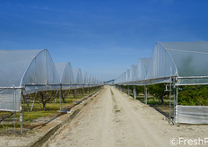 Piante di drupacee sotto tunnel protettivi presso le sede aziendale.