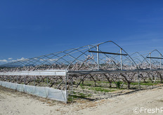 Piante di albicocco Orange Ruby.