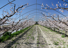 La varieta' di albicocco Orange Ruby e' una delle piu' gustose. Le piante, al momento della visita, erano in fioritura.