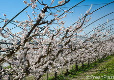 Per i primi di maggio, le piante daranno i loro frutti.