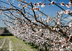 Oltre alle piante di albicocco, il sito aziendale ospita anche pescheti di varieta' precoci, come le cultivar a polpa gialla Plagold e Zincal.