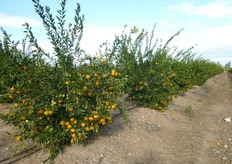 "Negli ultimi anni i frutteti e gli agrumeti dell'arco Jonico sono realizzati su "baula" o "letto di coltivazione rialzato", una pratica colturale diffusa in Spagna ("caballones") dai notevoli vantaggi agronomici."