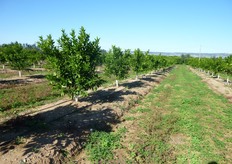 "Diversi sono i benefici del "letto di coltivazione rialzato" o "baula"."