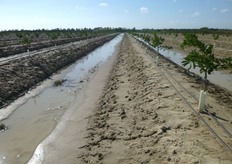 Elimina i rischi di asfissia radicale causati dai ristagni idrici.