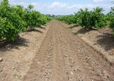 Genera un stato idrico equilibrato, tra disponibilita' di acqua e ossigeno del terreno, creando condizioni sfavorevoli allo sviluppo degli agenti dei marciumi radicali.