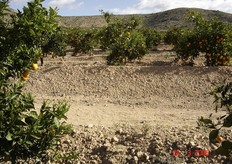 Migliora l'esposizione ai raggi solari, favorendo l'innalzamento della temperatura del suolo.