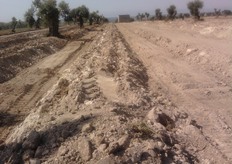 I terreni derivanti dalla triturazione di pietre di tufo presentano un elevatissimo livello di calcare attivo.