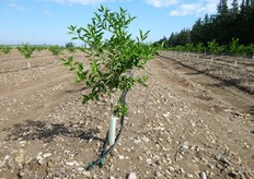 "Attraverso apporti localizzati, limitati al solo volume di suolo esplorato dalle radici (volume della "baula"), di acidificanti (acido nitrico e/o orto-fosforico), ammendanti, prodotti a base di ferro e di microelementi (sottoforma di chelati), e' possibile controllare i fenomeni di clorosi."