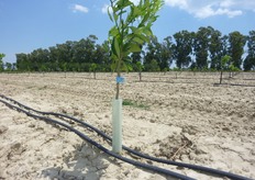 "L'impianto per la distribuzione dell'acqua e dei fertilizzanti e' costituito da due tubi, adagiati sulla "baula", da 20 mm di diametro (ali gocciolanti), dotati di gocciolatori auto-compensanti posizionati ogni 60 cm."