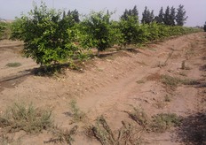 Questa tipologia di impianto consente di eseguire fertirrigazioni localizzate.