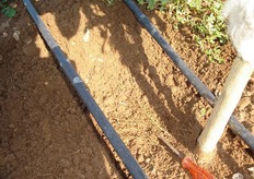 "La coltivazione su "baula" consente di rispettare la rizosfera, ossia la porzione di terreno prossima alle radici caratterizzata da delicati e complessi equilibri tra capillari, suolo, sostanze nutritive e microrganismi."