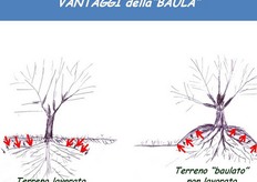 "Consente di ridurre la costipazione del terreno. Il terreno della "baula" negli anni tende a diventare sempre piu' soffice per l'azione di sviluppo e spinta delle radici verso le pareti esterne della "baula"."