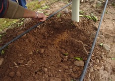 Il terreno, anche se non lavorato, si mantiene soffice. La maggiore circolazione dell'ossigeno stimola lo sviluppo delle radici e limita la proliferazione dei funghi patogeni del suolo.