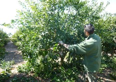 La gestione della chioma, in generale per tutte le specie e in particolare per gli agrumi, non deve seguire schemi rigidi ma deve essere praticata sulla base di valutazioni di diversi fattori non ultimo quello economico.