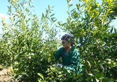 Occorre, tuttavia, tener sempre presente la fisiologia delle piante nei confronti della quale nessuna operazione colturale deve mai interferire.