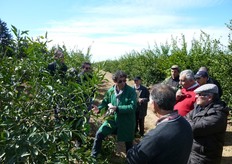 Le prove dimostrative di potatura degli agrumi, organizzate dal CO.VI.L. - Consorzio Vivaisti Lucani di Scanzano J.co (MT), hanno lo scopo di fornire informazioni sui fondamenti della gestione della chioma tenendo conto di diversi fattori quali la varieta', il portinnesto, il sistema di conduzione, la densita' di impianto e l'eta' della pianta.