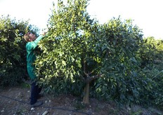 La potatura e' l'operazione colturale che maggiormente incide sui costi di produzione degli agrumi.