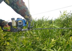 "Il tema della potatura "meccanizzata" e agevolata degli agrumi viene frequentemente affrontato nel corso delle giornate tecniche sulla potatura organizzate, ogni anno nel mese di marzo, dal Consorzio Vivaisti Lucani."