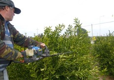 "Su alcune specie, con portamento vigoroso, come il mandarino ibrido triploide "Mandalate", per contenere lo sviluppo in altezza della pianta, al fine di agevolare le operazioni colturali (raccolta, potatura), si puo' ricorrere al "topping" a partire dal quarto quinto anno."