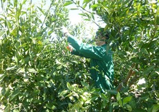 Alla potatura meccanica deve necessariamente seguire la potatura manuale di rifinitura, per strutturare la chioma e stabilire il giusto equilibrio tra attivita' vegetativa e produttiva.