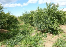 La conoscenza dei principi di fisiologia della pianta dovra' guidare la scelta oculata dei tagli, considerando anche l'eta' dell'impianto, la vigoria dell'albero e le condizioni pedo-climatiche.