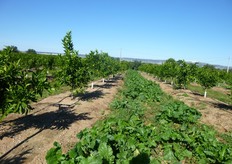 Deve essere favorito il mantenimento di una composizione bilanciata di flora spontanea, con un elevato numero di specie di cui nessuna dominante, per garantire la tutela della biodiversita'.