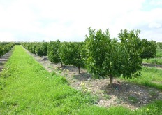Le aziende agrumicole sono attualmente piu' orientate ad una gestione integrata della flora infestante allo scopo di contenerla a livelli non dannosi per la coltura.
