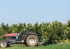 Si preferisce combinare il diserbo chimico, sulle file, con la gestione del manto erboso, nell'interfila, con ripetuti sfalci.