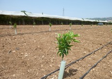 "Molto importante, per evitare problemi di fitotossicita', l'utilizzo di "shelters" di protezione al tronco, tipologia Fruir Wrap della Tubex® (in foto), applicati al tronco delle piante gia' in fase di trapianto."