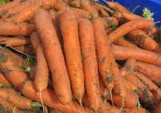 La carota Novella Siciliana ha una nuova protagonista: Napa F1. Non si tratta di una nuova varieta' di Bejo, ma in Sicilia - dopo pazienti posizionamenti ed osservazioni - ha trovato una collocazione di prim'ordine.