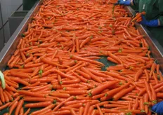 La raccolta della carota in Sicilia va da fine febbraio fino a maggio, quando comincia l'offerta di carote da Chioggia. Napa F1 ha trovato la sua migliore espressione proprio nel primo periodo di raccolta. In foto, banco di selezione delle carote presso l'azienda Sud Ortaggi di Rosolini (RG).