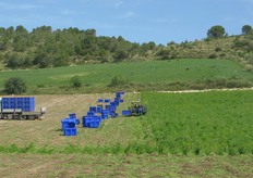 Anche in coltivazione biologica, Napa F1 ha trovato riscontri positivi dai produttori. Marco Spataro della Biohand, azienda che produce carota biologica su circa 40 ettari (in foto), principalmente nell'area tra Ispica, Pachino e Noto, si dice soddisfatto delle produzioni ottenute con Napa F1.