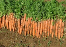 Bejo sta inoltre testando Nominator F1 (in foto), nuovo ibrido a ciclo precoce.