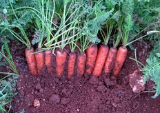 Durante la prossima campagna, saranno effettuati diversi campionamenti di Natuna F1 (in foto).