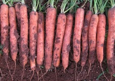 Natuna F1 e' un nuovo ibrido molto promettente, tollerante alle spaccature che per qualita', colore e resa ricorda la ormai piu' datata Nelson F1, apprezzata in Sicilia negli anni passati.