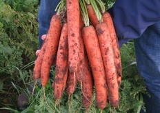 Mazzo di carote Natuna F1.