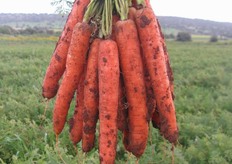 Mazzo di carote Natuna F1.