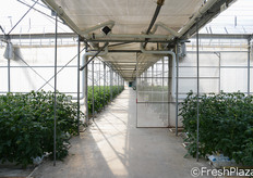 L'interno delle serre. Gli ambienti, da 10.000 metri quadrati, sono suddivisi in due aree da 5.000 metri quadrati ciascuna.
