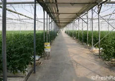 La superficie complessiva destinata alla coltivazione di pomodoro ciliegino e' di 30.000 metri quadrati.