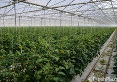 Il ciclo produttivo del pomodoro ciliegino comincia a marzo con il trapianto; dopo circa 60 giorni inizia la raccolta del frutto che prosegue con cadenza settimanale fino all'inverno.