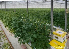 Da circa quattro anni, l'azienda Orto Serre ha investito decisamente su una singola tipologia di pomodoro cherry di altissima qualita': Juanita F1 di De Ruiter-Monsanto.