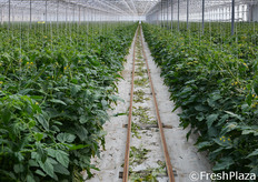 Tra i filari sono posti i binari sui quali vengono movimentati i carrelli e i macchinari per le diverse operazioni colturali e di raccolta.