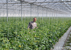 "Come riferisce a FreshPlaza il titolare Antonio Della Spina (in foto): "Con 100.000 piante l'anno, siamo probabilmente i piu' grandi produttori di ciliegino Juanita F1 in Italia. Il 15 marzo abbiamo effettuato il trapianto su portinnesto Maxifort e la produzione proseguira' fino a meta' novembre."
